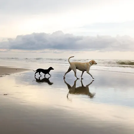 The Puffin Pad - Part Of The The Bay Village With Pool, Gym And Direct Access, Pub, Restaurant, Tennis And Meadows Walks * Filey